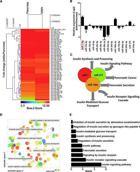 Isolating miRNAs from Pancreatic Samples .